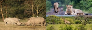 Hluhluwe wildlife