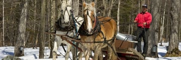 Horses in the snow in Stowe