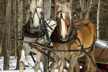 Horses in the snow in Stowe