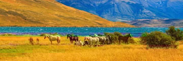 Horses in Torres del Paine National Park