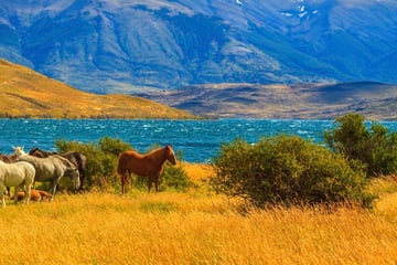 Horses in Torres del Paine National Park