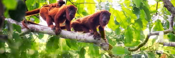 Howler monkeys in the Brazilian jungle