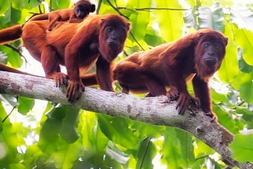 Howler monkeys in the Brazilian jungle