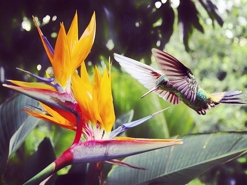 Tobago hummingbird