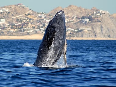 Humpback whale in the Sea of Cortez