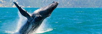 Majestic humpback whales in Maui