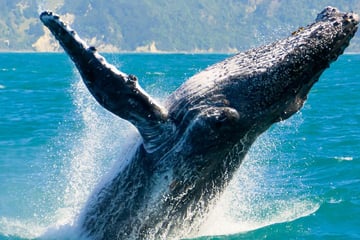 Majestic humpback whales in Maui