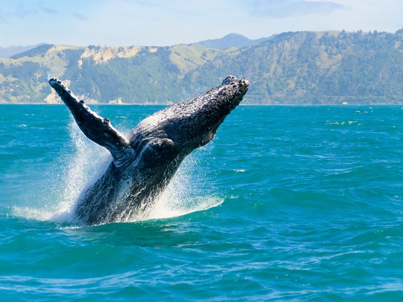 Breached humpback whale, Maui