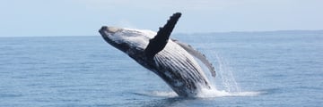 Humpback whale in Queensland