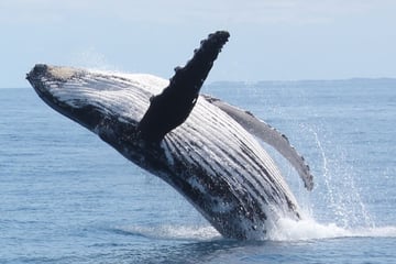 Humpback whale in Queensland