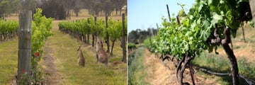 Hunter Valley