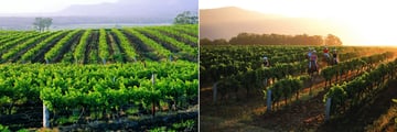 Vineyards and Horse Riding at Hunter Valley Resort
