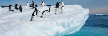 Adelie penguins relaxing on an iceberg