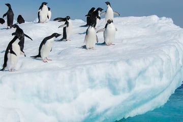 Adelie penguins relaxing on an iceberg