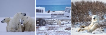 Incredible Polar Bear sightinga aboard the Tundra Buggy