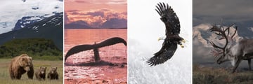 Wildlife in Alaska