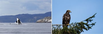 Incredible wildlife sightings from the Whale Watching Adventure
