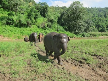 Elephant Sancutary