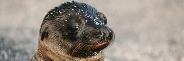Intrepid travel, adorable seals on the Galapagos islands