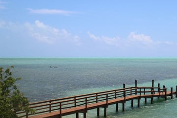 Islamorada jetty, just outside Lazy Days