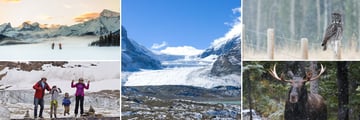 Winter Experiences & Wildlife Sightings in Jasper