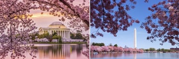 Washington D.C's sights in the Spring