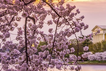 Jefferson Memorial and cherry blossom in Washington DC