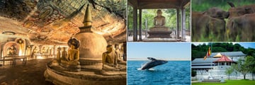 Jetwing Vil Uyana, Sigiriya, (clockwise from left): Dambulla Rock Temple, Anuradhapura Excursions, Elephant Gathering, Kandy Excursions and Whale Watching