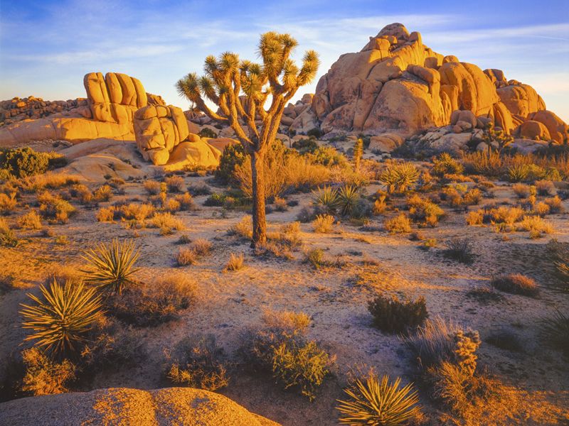 Joshua Tree National Park, California