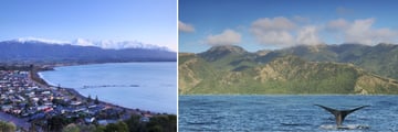 Kaikoura Town & Whale Watching