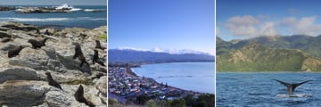 Kaikoura wildlife & coastal scenery
