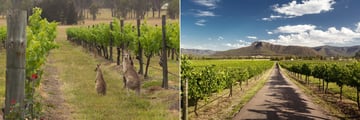 Kangaroos and views at Hunter Valley