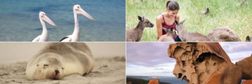 Kangaroo Island wildlife and nature