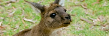 Curious kangaroo on Kangaroo Island