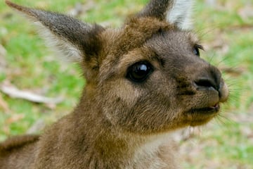 Curious kangaroo on Kangaroo Island