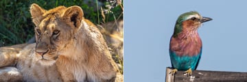 Lion and birdlife at Keekorok Lodge