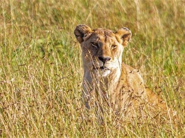 Lion at Keekorok Lodge