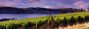 Kelowna Vineyards, British Columbia