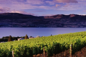 Kelowna Vineyards, British Columbia