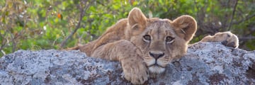 Kenya lazing around in the Masai Mara