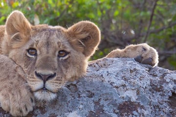 Kenya lazing around in the Masai Mara