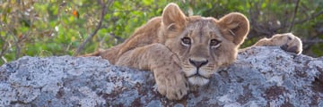 Kenya Lion