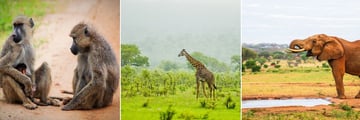 Tsavo National Park wildlife