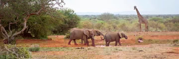 Elephants and giraffe grazing by a waterhole in the Masai Mara