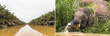 Kinabatangan River Experience, Borneo