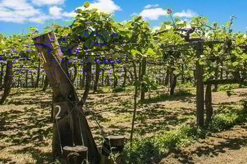 Kiwi fruit plantation, Coromandel Peninsula