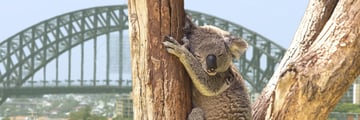 Koala bears in Sydney