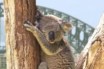 Koala bears in Sydney