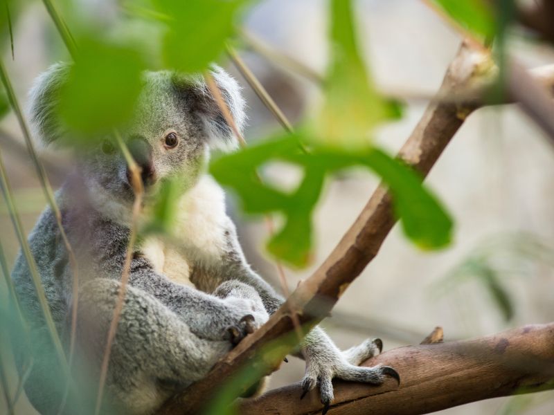 koala sitting in a tree in brisbane