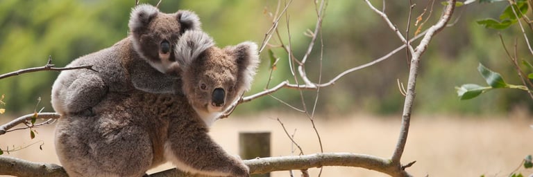 Koala mother and baby in Horden Vale